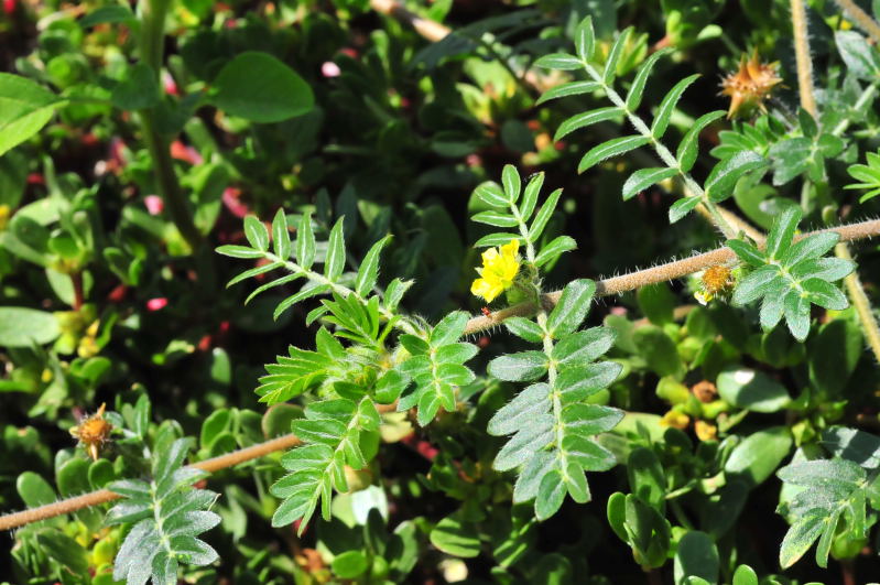 Tribulus terrestris / Tribolo comune